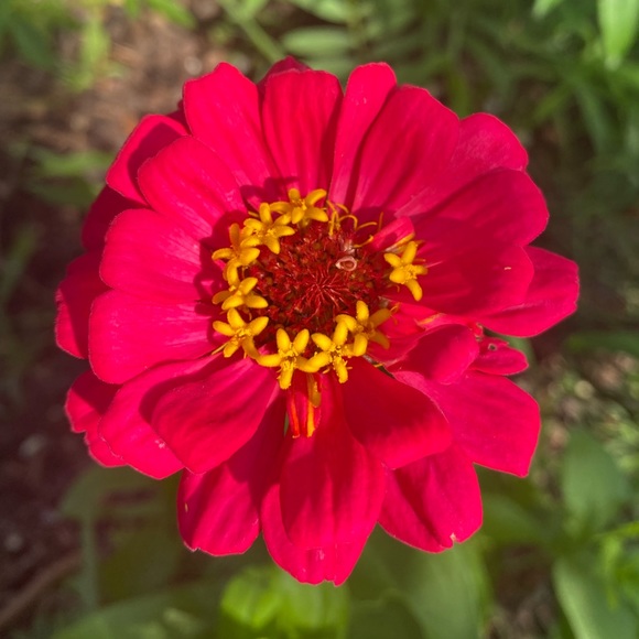 Meet your Posher, Wren - Picture 1 of 1